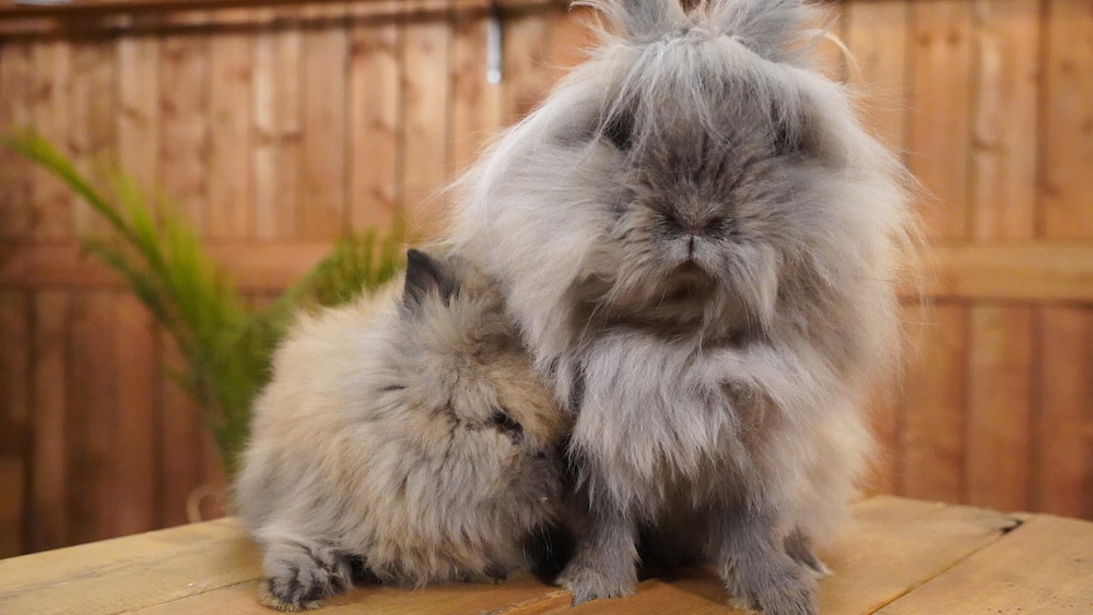 Deux lapins très poilus.                 