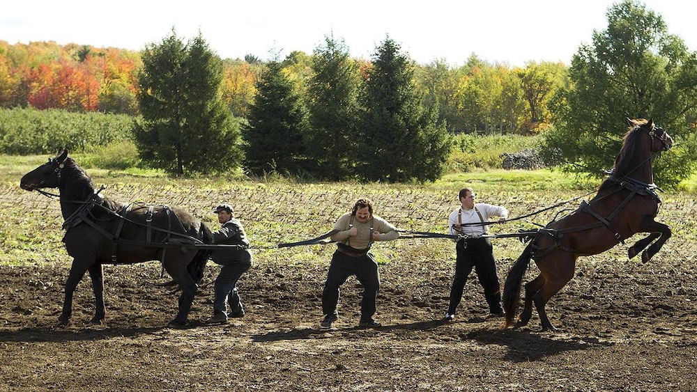 Un homme, dans un champ, retient deux chevaux sur les côtés par des lanières en cuir.