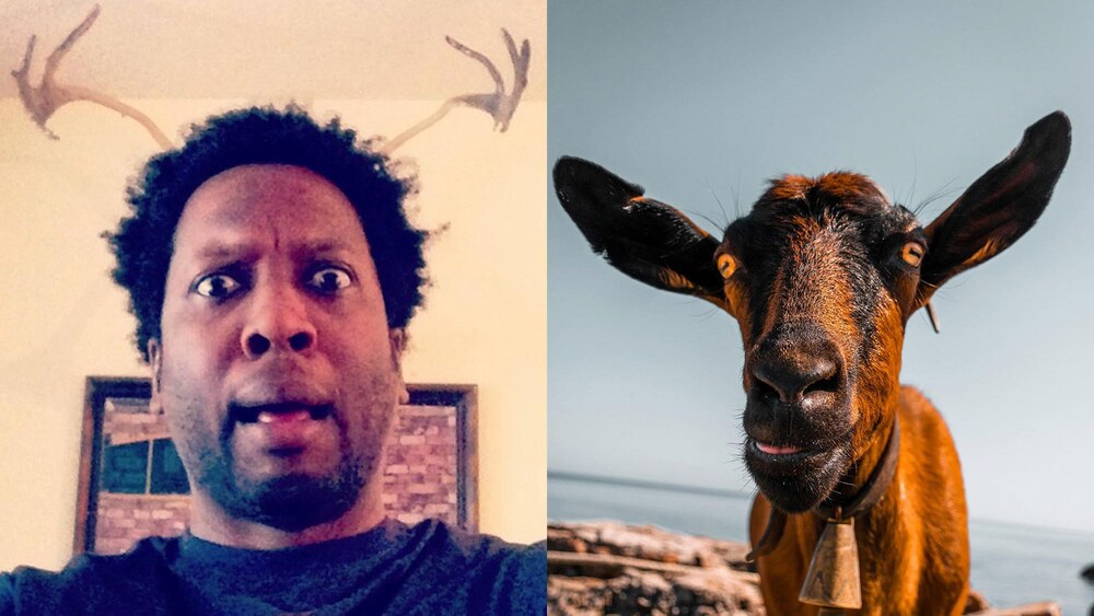 D'un côté, une photo de Meeker et de l'autre une chèvre.