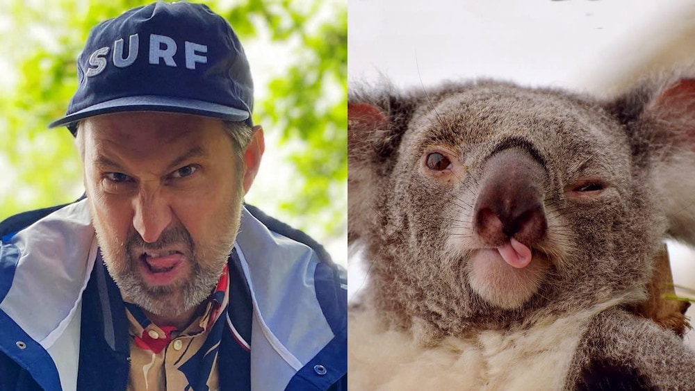 Image en deux parties : à gauche, Bob le Chef grimace; à droite, un koala grimace.