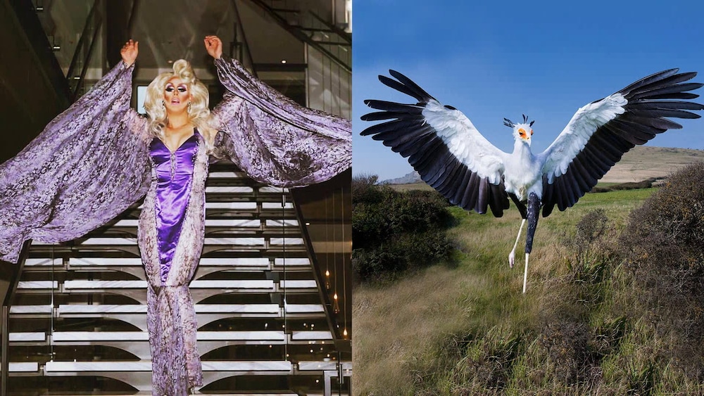 Deux photos côte à côte d'un côté Rita Baga et de l'autre un oiseau.