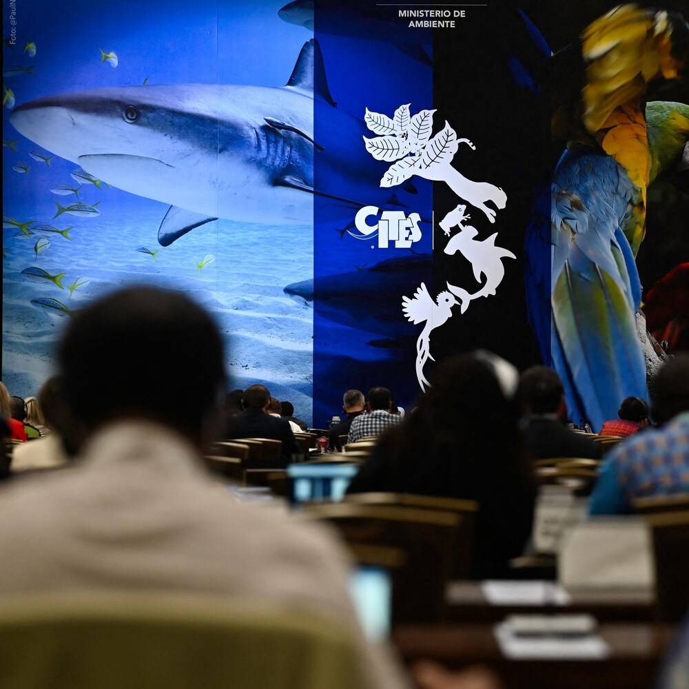 Des personnes sont en rangées et font faced à un écran. L'écran montre une présentation du ministère de l'Environnement du Panama. On y voit notamment des requins et des perroquets.
