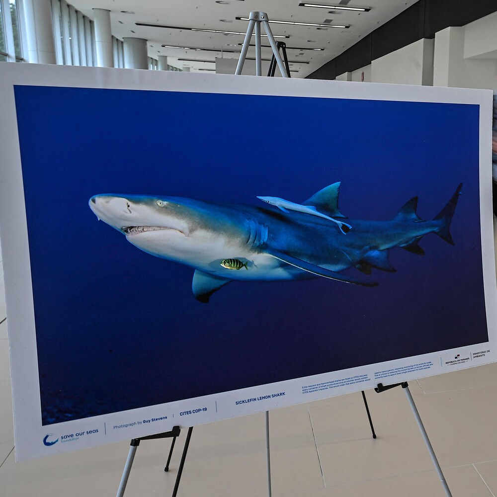 Des délégués flous arrivent au centre de congrès. Devant eux, une affiche montrant des requins.