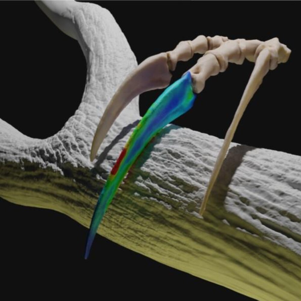 Une simulation 3D des griffes du thérizinosaure