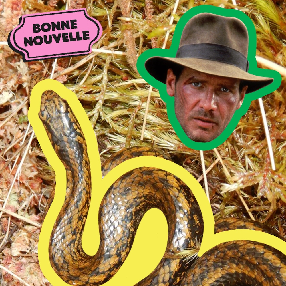 Une photo d'un serpent à côté de la tête d'Indiana Jones, avec le collant "Bonnes nouvelles" de MAJ.