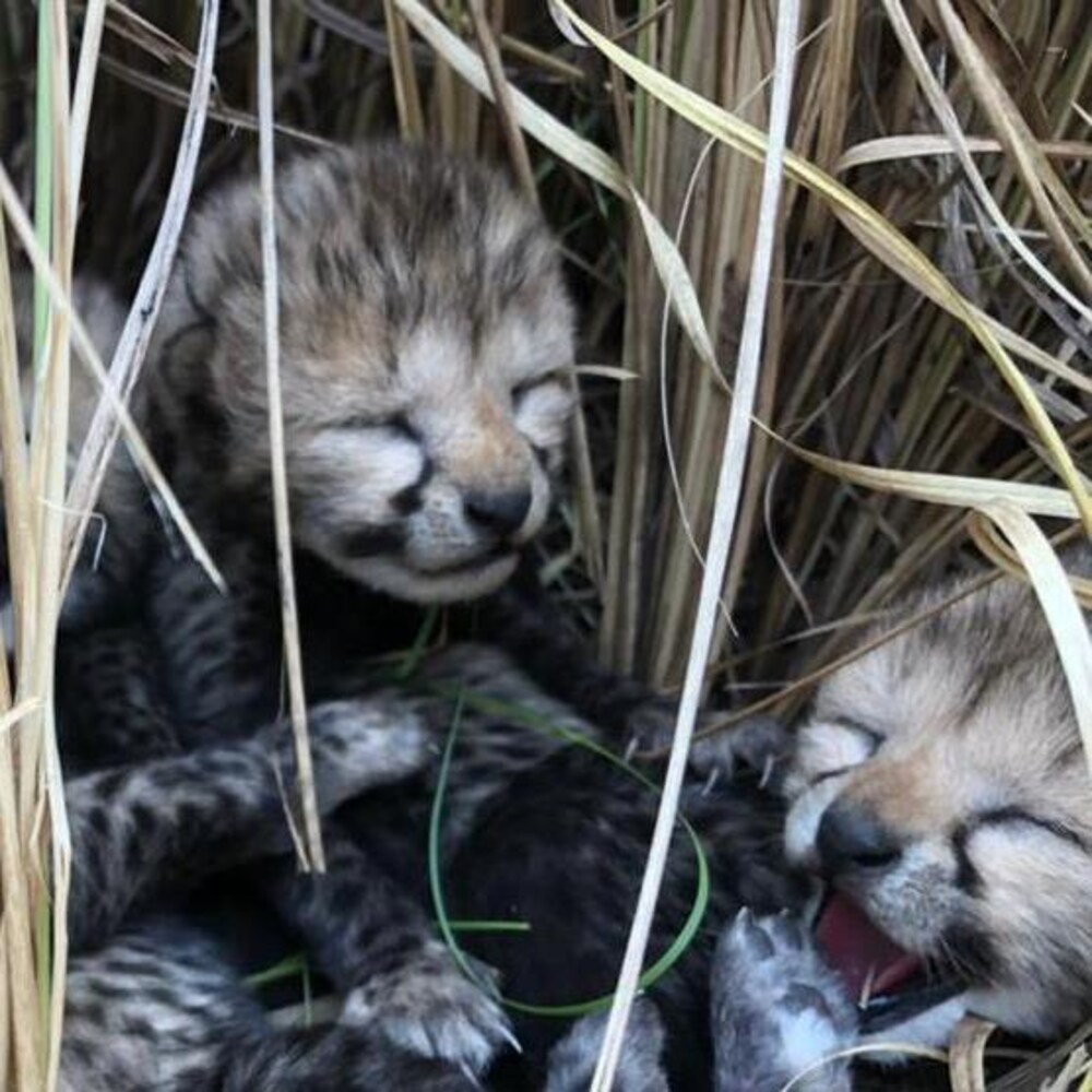 Gros plan sur quatre bébés guépards couchés dans l'herbe.