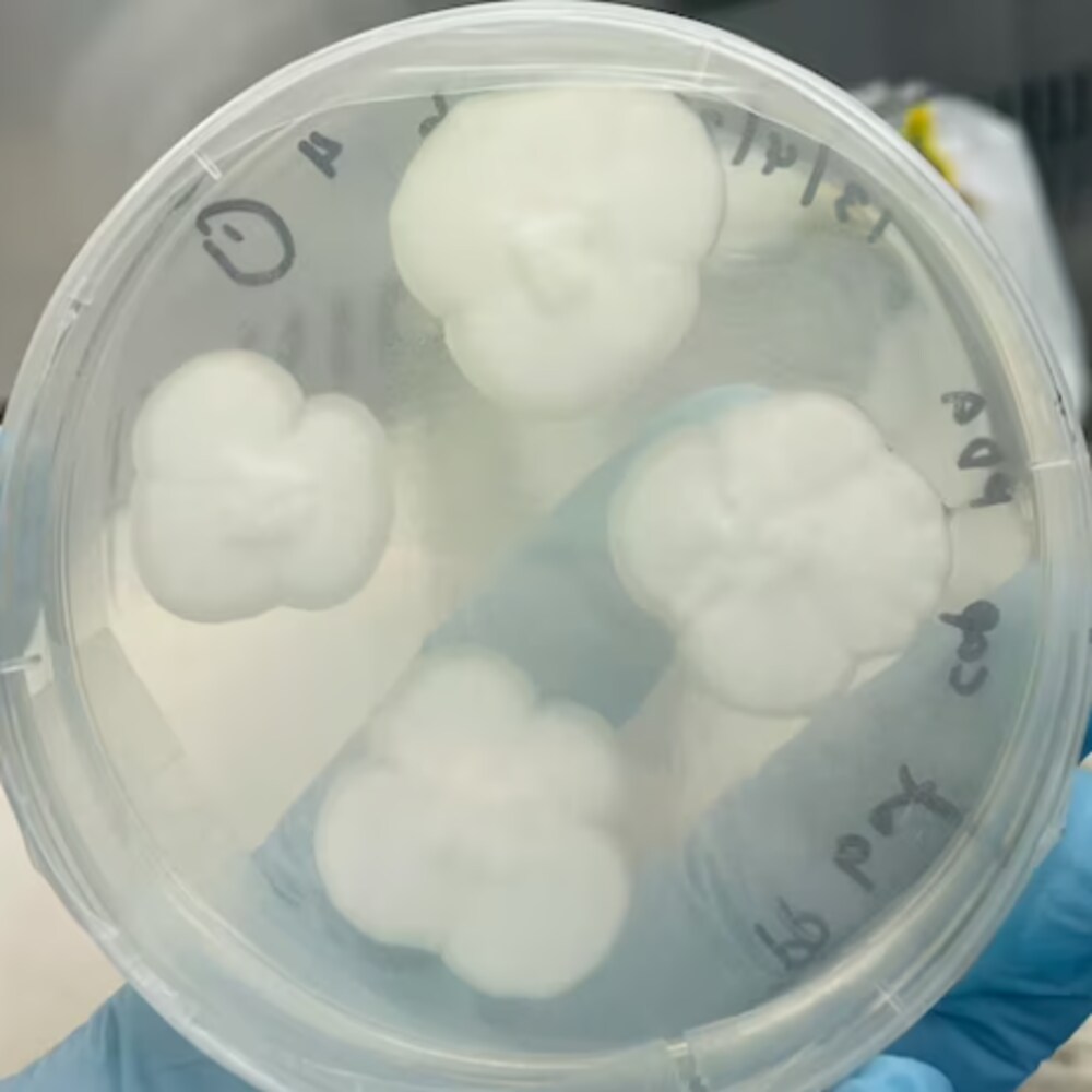 Dans un laboratoire, une main gantée tient une boîte de Petri contenant quatre échantillons de champignons.