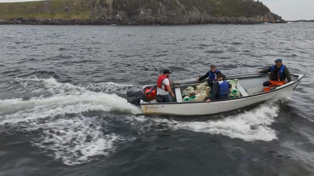 Los ganaderos llevan a sus ovejas en barco desde Tors Cove hasta Ship Island, en la provincia marítima de Terranova y Labrador.