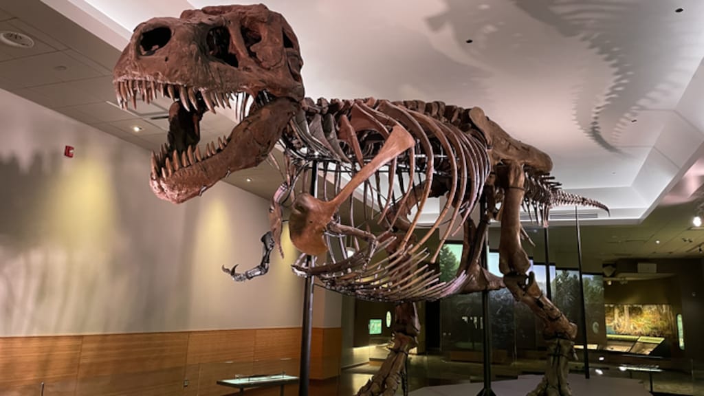 Le squelette d'un T. rex exposé dans un musée