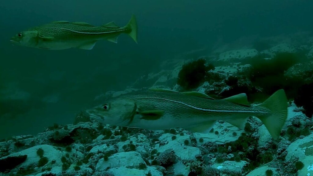 Cod Fish Canda Federal government failing to protect commercially valuable fish ...