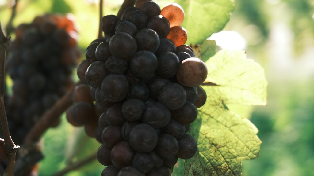 Le dilemme climatique des vignerons québécois | Radio-Canada.ca
