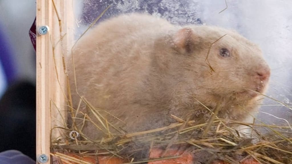 Wiarton Willie predicts early spring, but Punxsutawney Phil disagrees ...