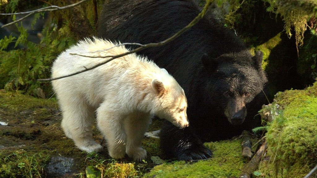 First Nations, B.C. government move to ban black bear hunting in an effort  to protect rare spirit bears | Radio-Canada.ca