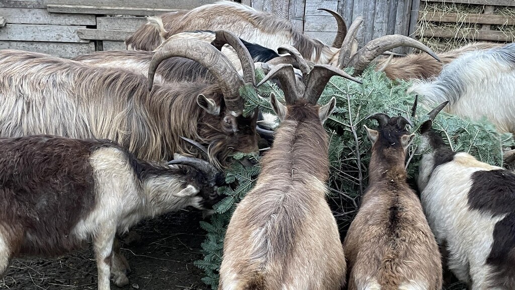 Que faire de votre sapin après les Fêtes? Et si vous le donniez aux ...