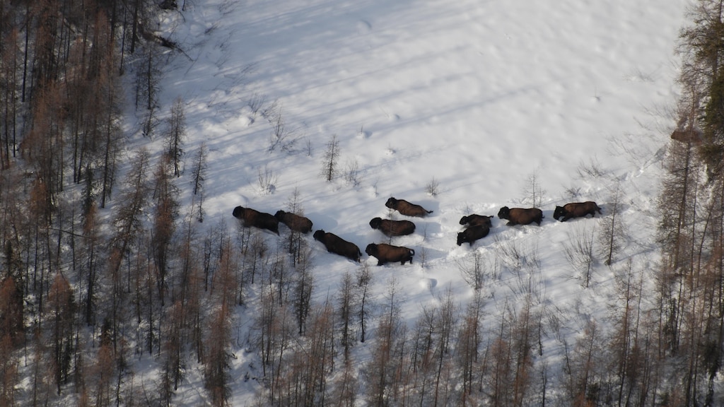 Mikisew Cree celebrate expansion of Kitaskino Nuwenëné Wildland ...