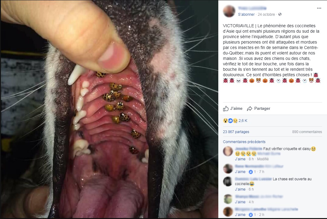 Faut Il S Inquieter Des Coccinelles Asiatiques Si On A Un Chien Oui Et Non Radio Canada Ca