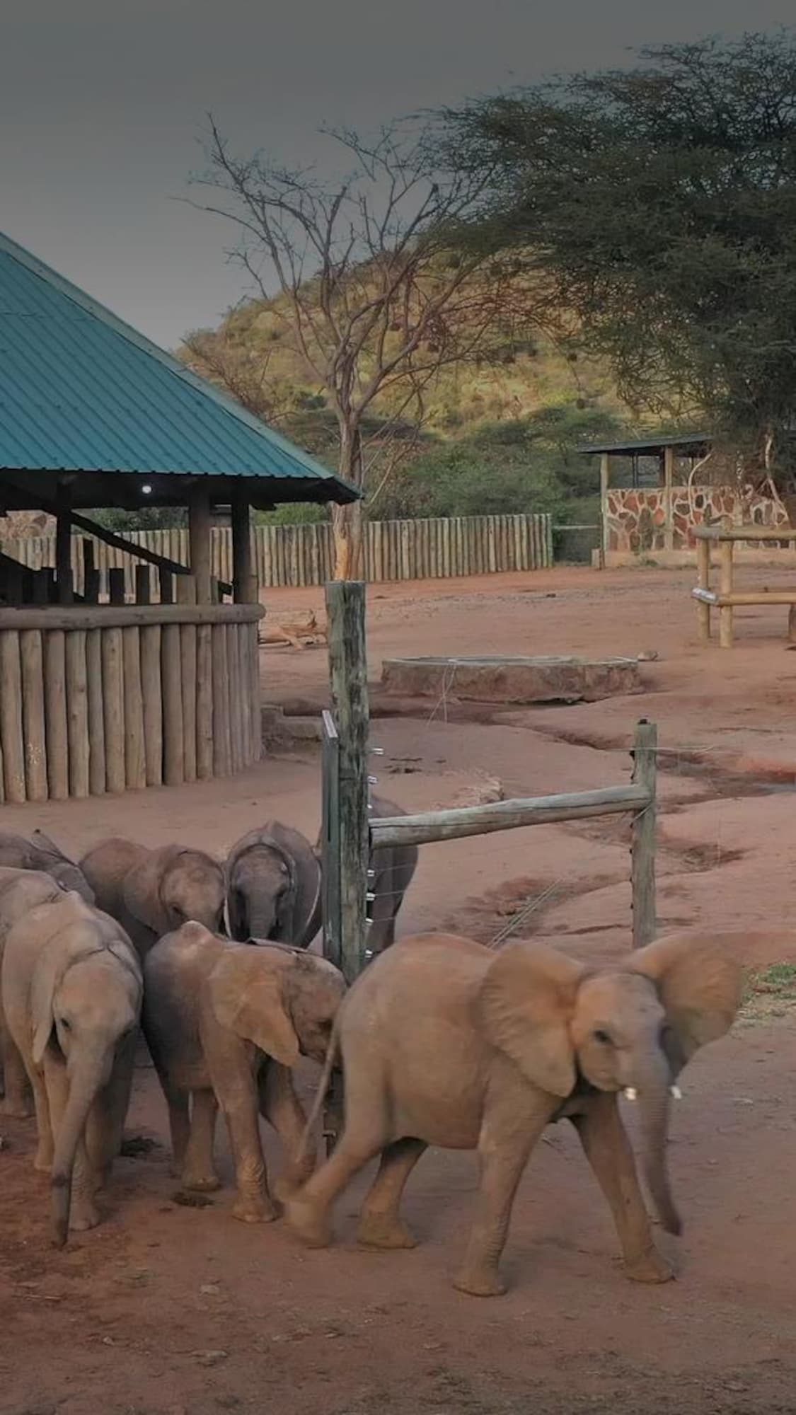 Des éléphanteaux quittent un enclos.