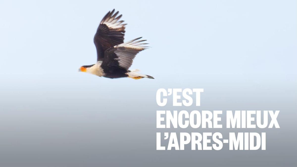 Deux caracaras en Gaspésie : un biologiste explique