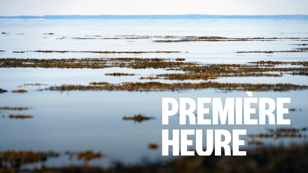 Le Saint-Laurent respire : légère baisse de température