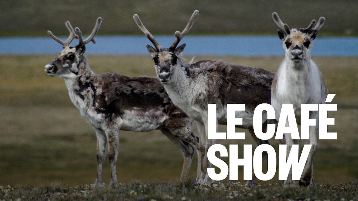 Le caribou au cœur d’une conférence à Yellowknife