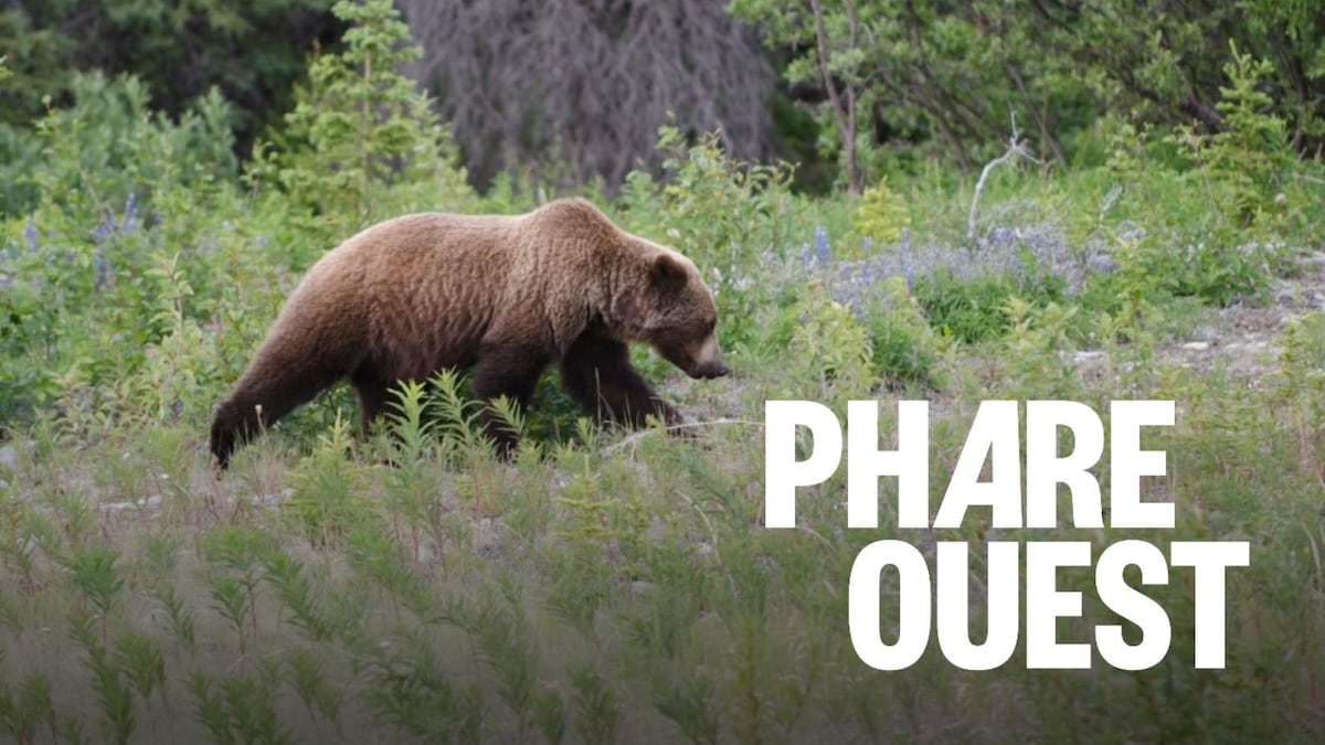 Pourquoi y a-t-il une augmentation des rencontres entre les ours et les humains ?