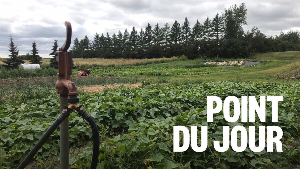 Quels sont les éléments qui freinent les agriculteurs en Saskatchewan?
