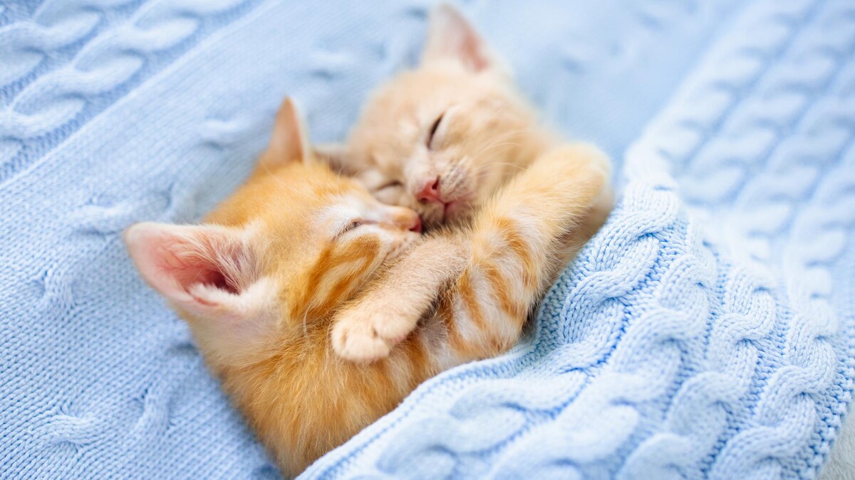 Des bébés chats qui dorment dans une couverture.