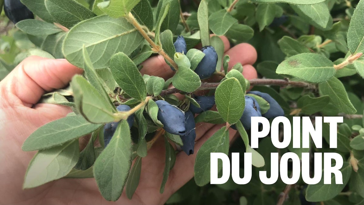 Les vedettes du potager : la production maraîchère en Saskatchewan
