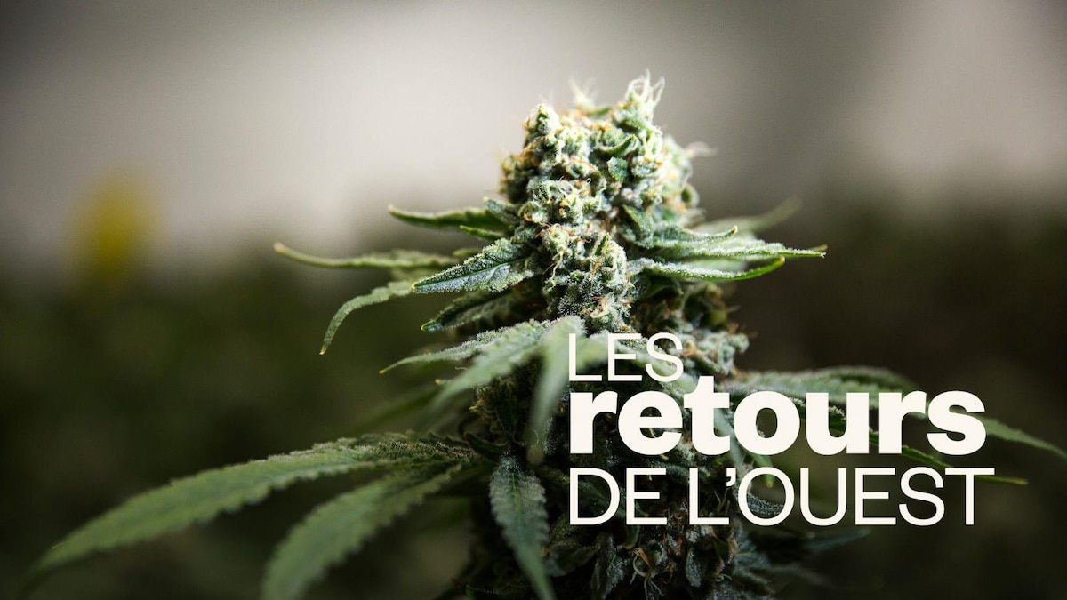 Le cannabis, cinquième culture commerciale du Canada