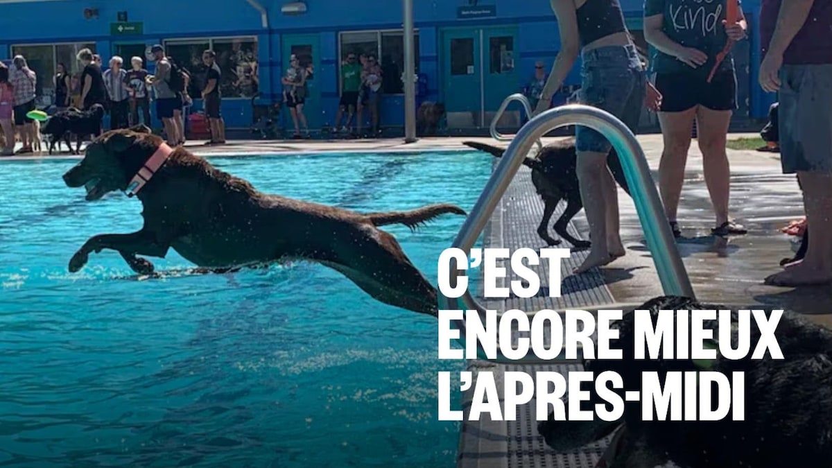 La baignade peut-elle causer des problèmes de santé aux chiens?