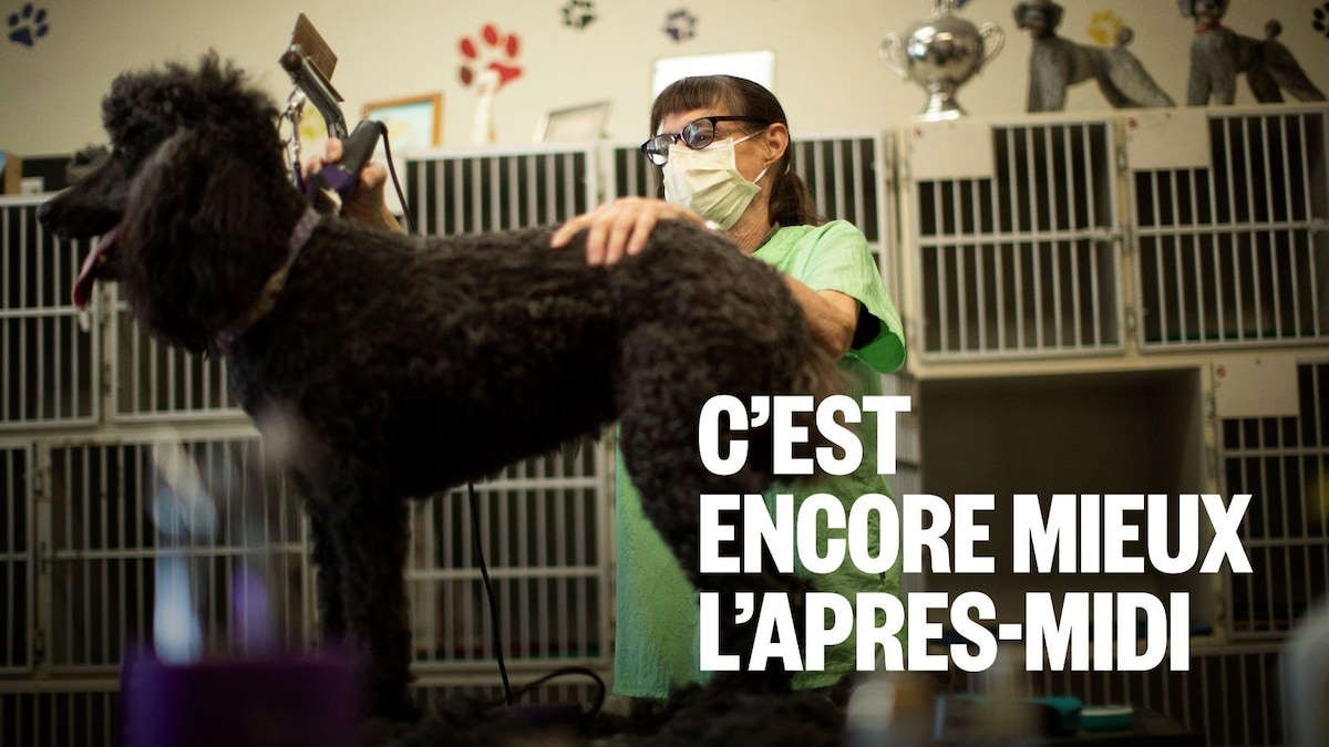 Est-ce une bonne idée de tondre son chien en été?