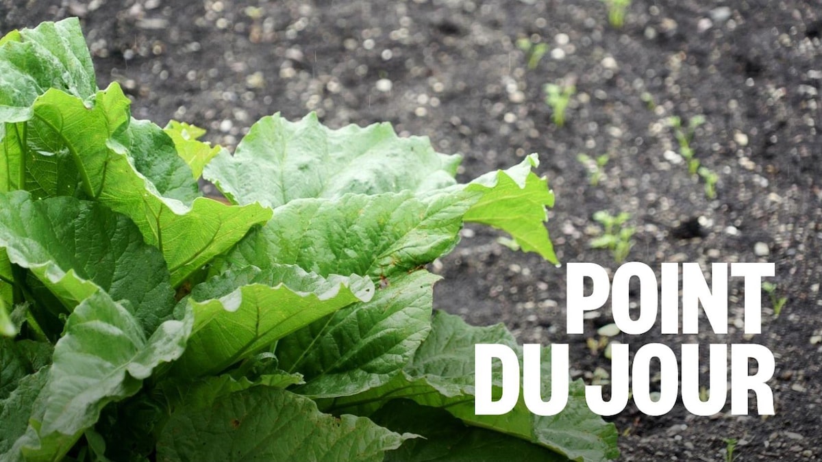 Nourrir la terre avec des engrais recyclés
