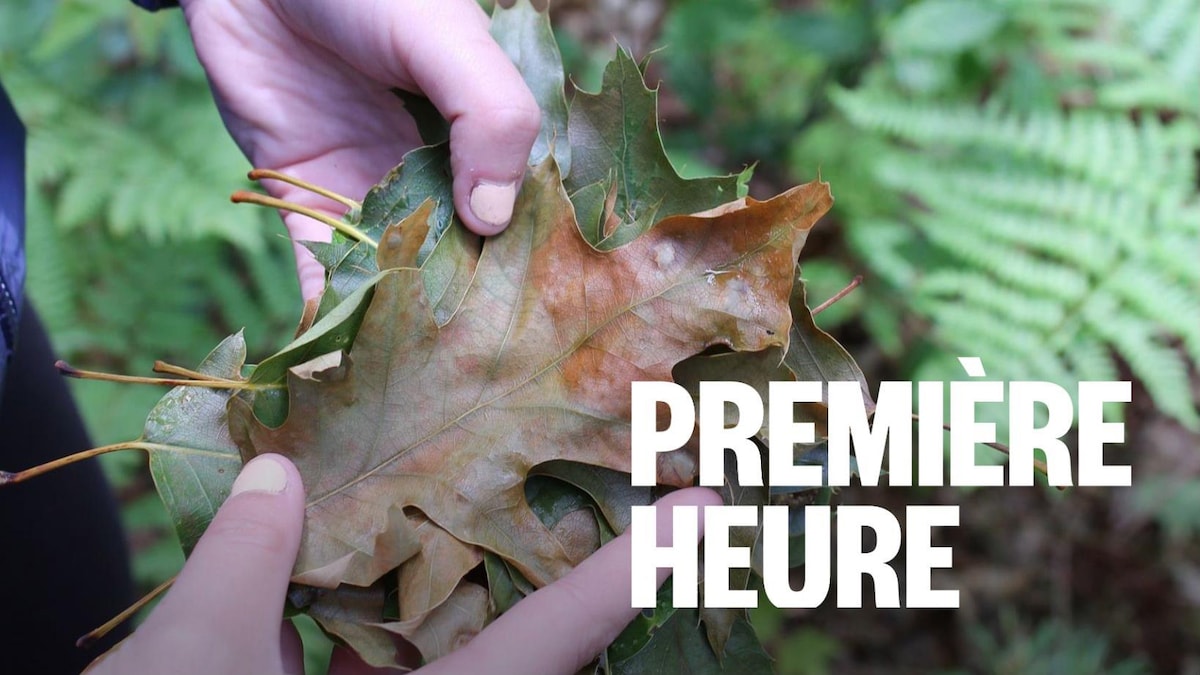 Flétrissement du chêne : la région de Québec en alerte