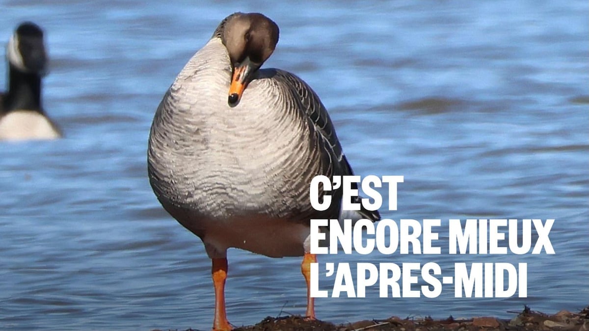 Chute alarmante de plusieurs oiseaux au Québec