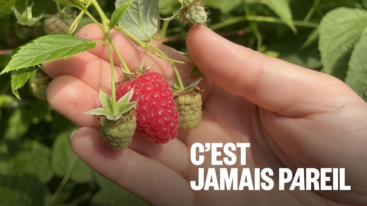 Un agriculteur robervalois incapable de trouver de la relève