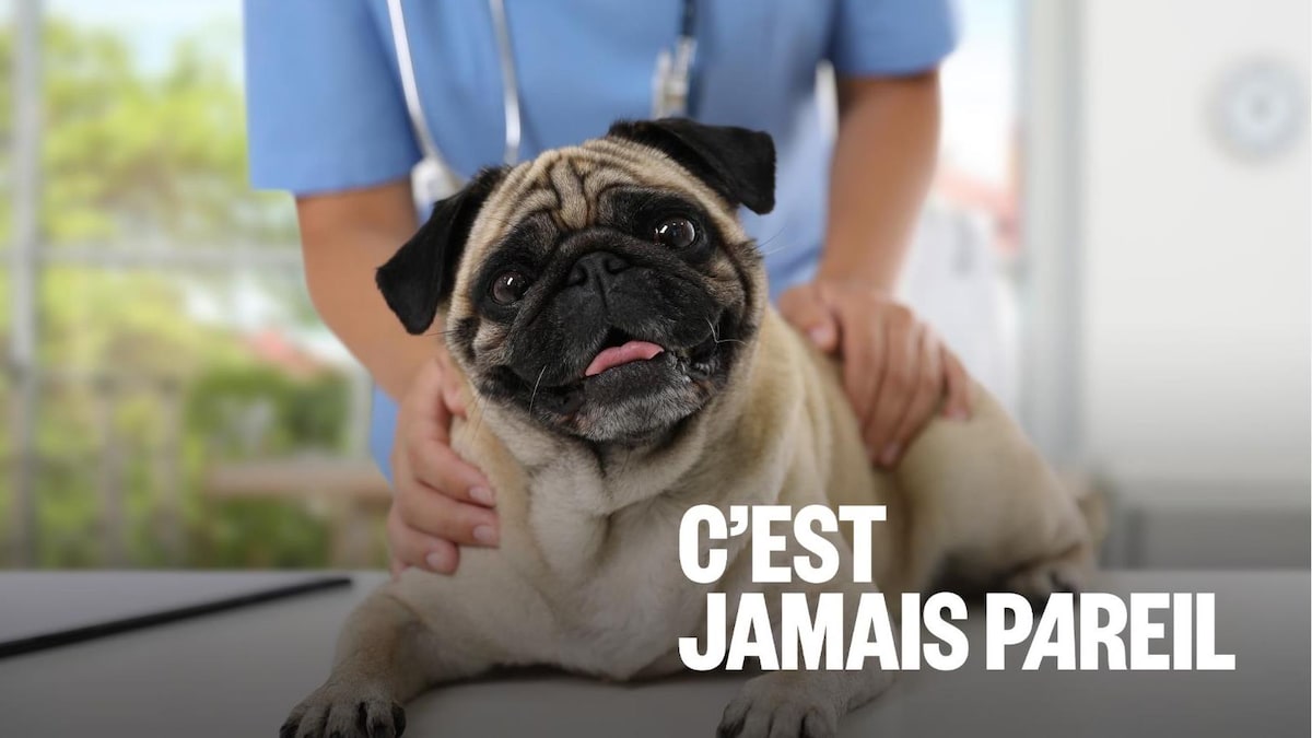 Des vétérinaires copieusement injuriés par de nombreux clients