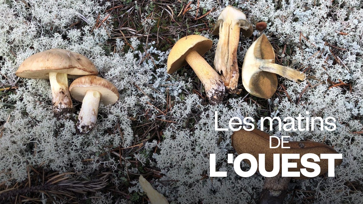 L’IA n’est pas une option pour les mycologues