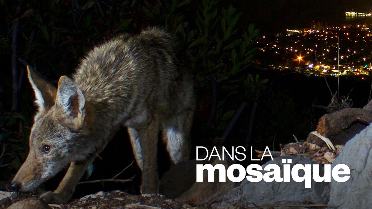 Que faire face à un coyote?