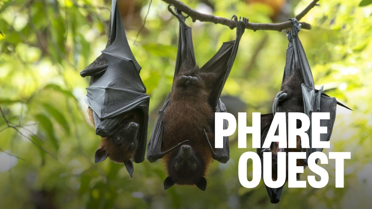 Les chauves-souris, des alliées indispensables