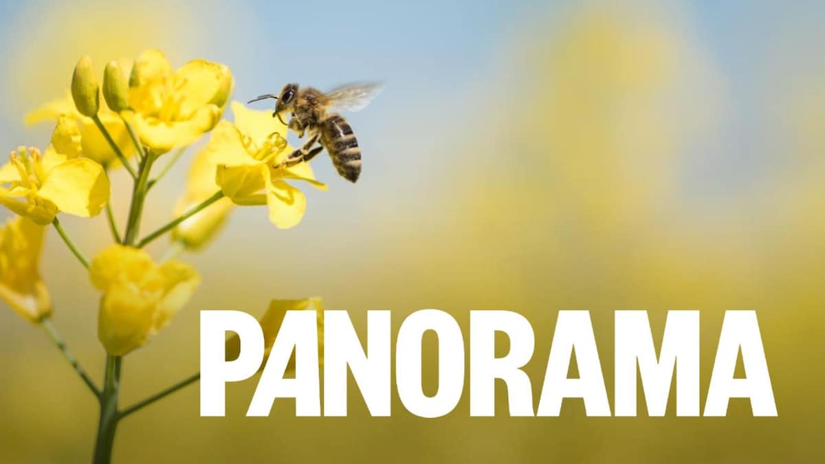 L’effet des sécheresses sur les abeilles de la C.-B.