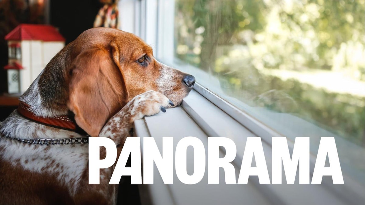L’anxiété de séparation chez les chiens : mythe ou réalité?