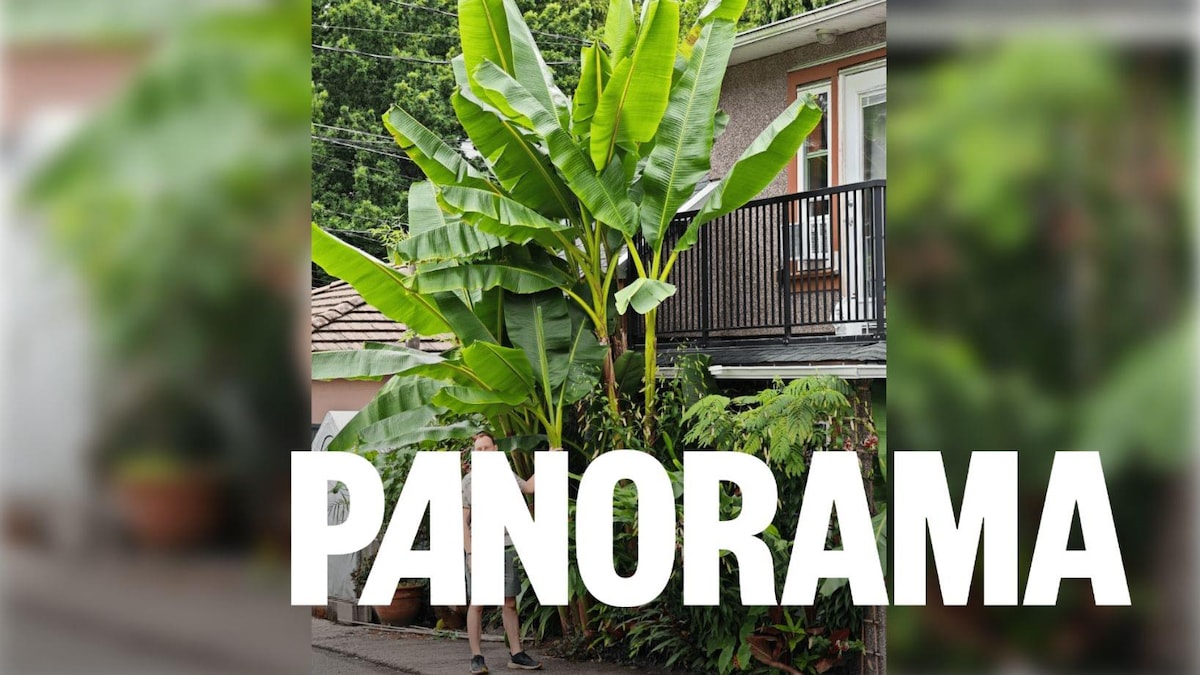 Un horticulteur paysagiste a un bananier géant à Vancouver