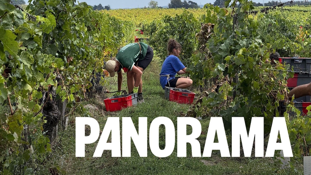 Les changements climatiques et la saison des vendanges
