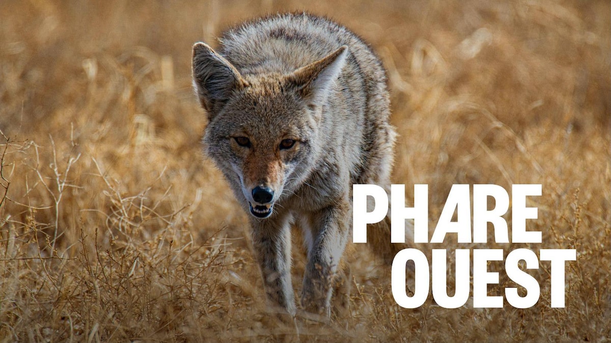 L’euthanasie, à considerer pour gérer les coyotes en ville?