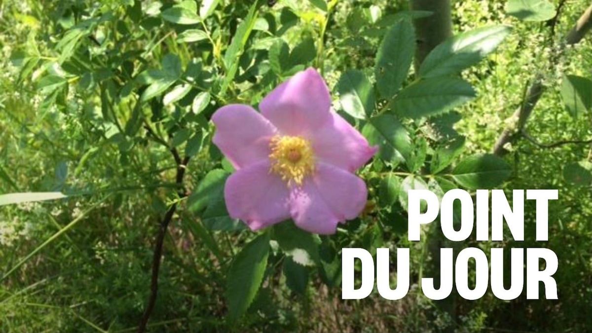 Savoirs autochtones : la richesse des plantes indigènes