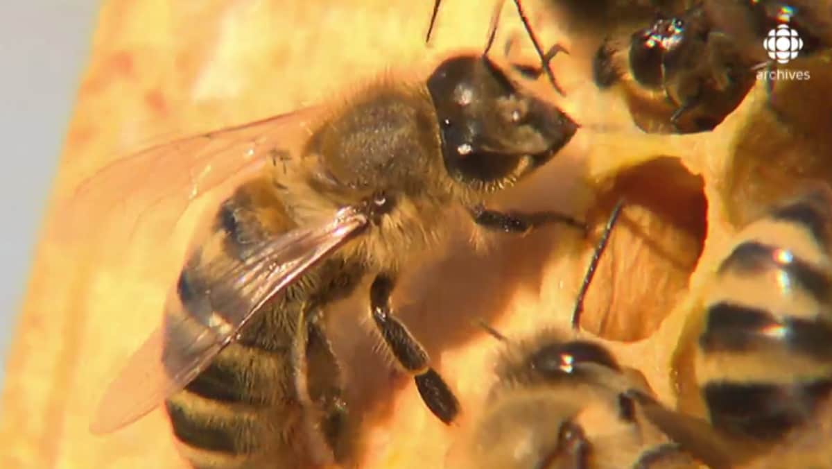 Gros plan sur des abeilles dans une ruche. 