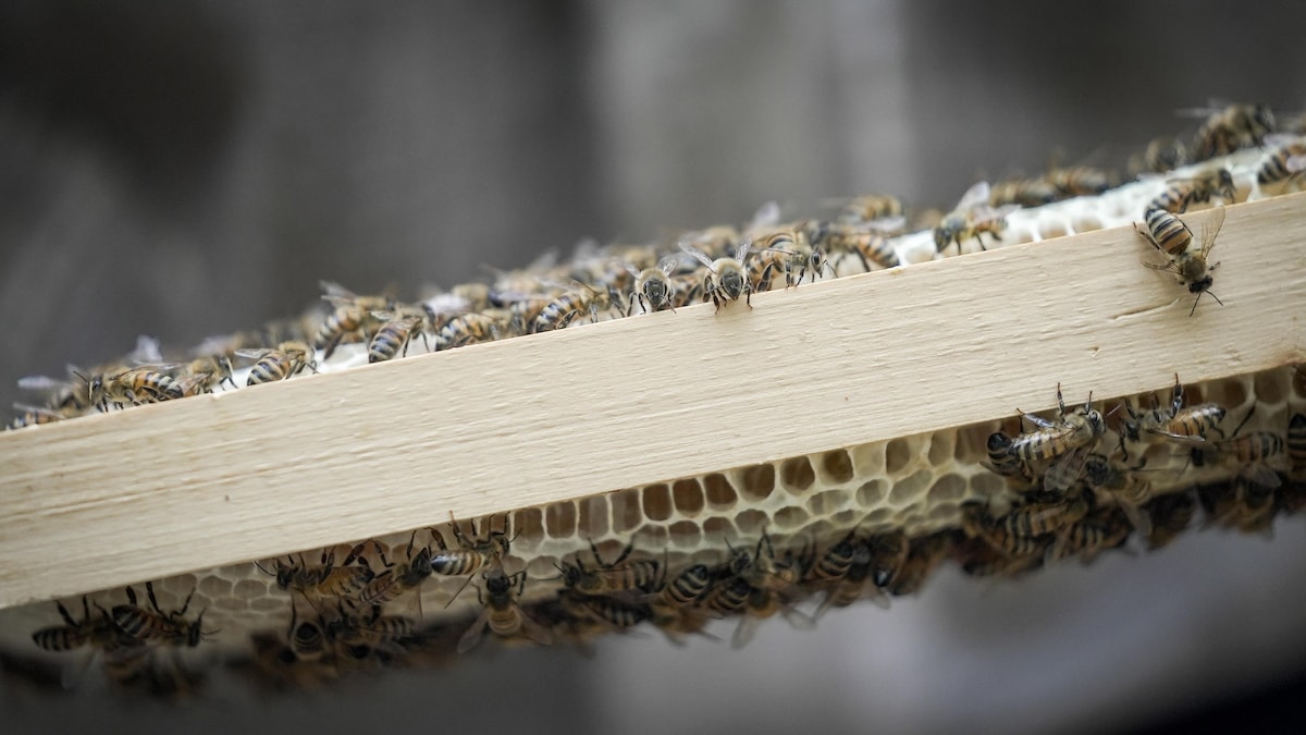 Des abeilles sur une ruche.