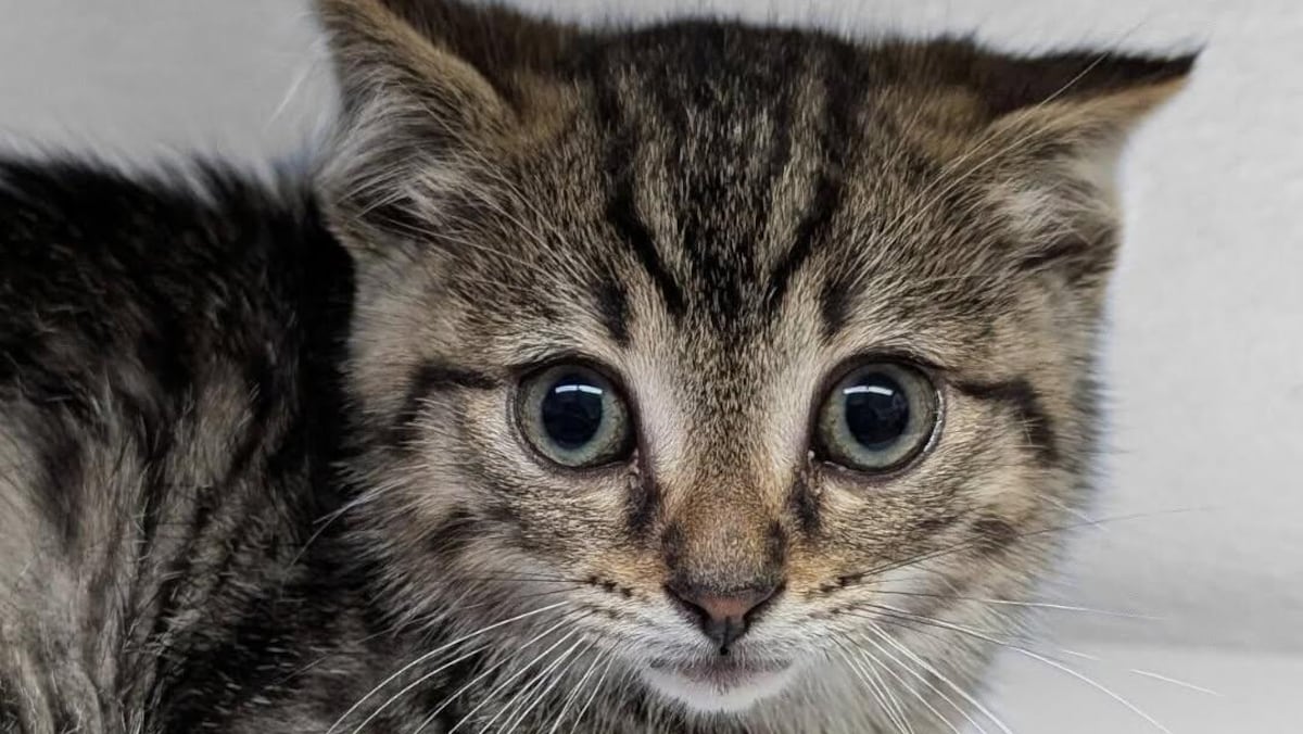 Éclosion de cas de typhus du chat à Rivière-du-Loup