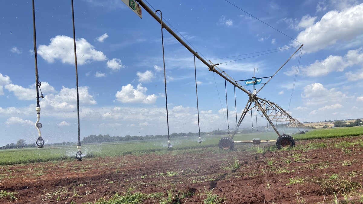Irrigation dans un champ de carottes. Tarlton, Afrique du Sud, mars 2023. 