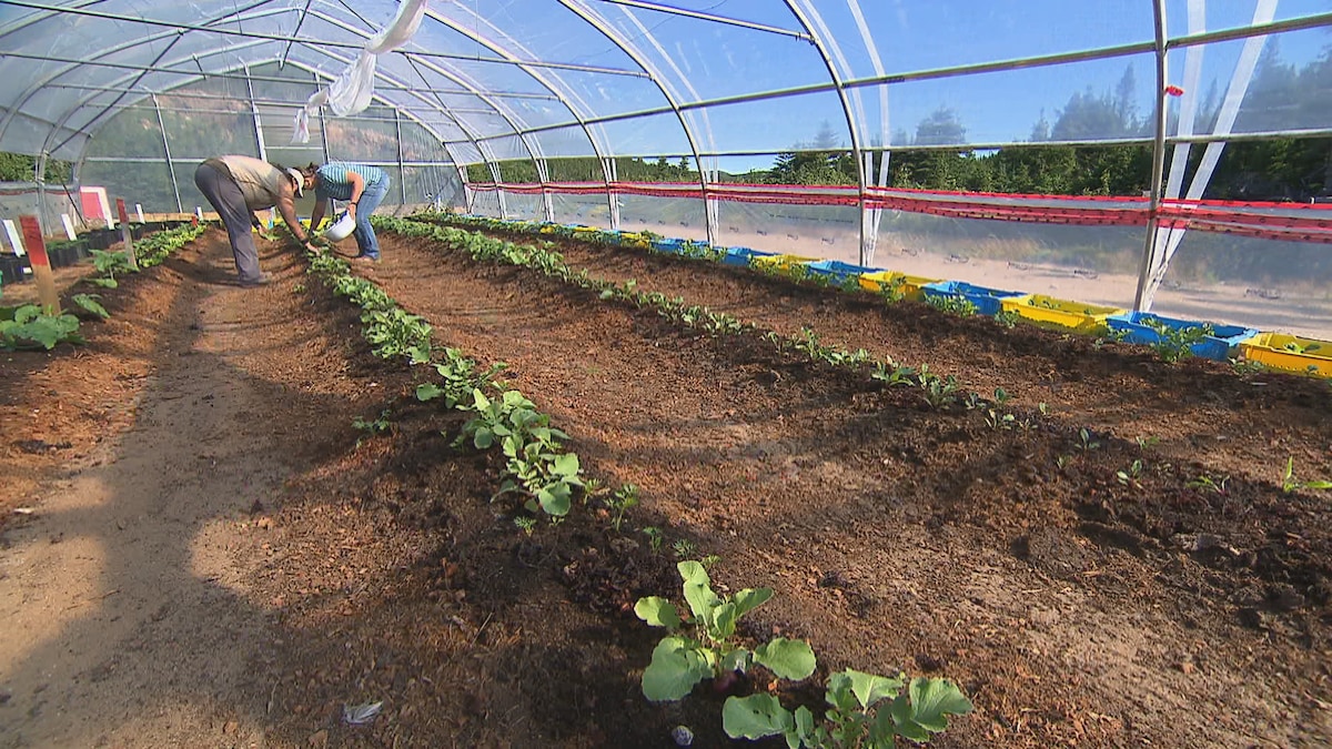 Des nouvelles de la ferme Agro à La Tabatière